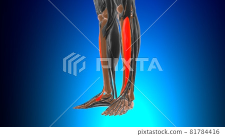 Tibialis anterior Muscle Anatomy For Medical Concept 3D Tibialis anterior Muscle Anatomy For Medical Concept 3D 81784416