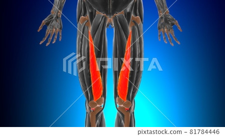 Vastus medialis Muscle Anatomy For Medical... - Stock Illustration ...