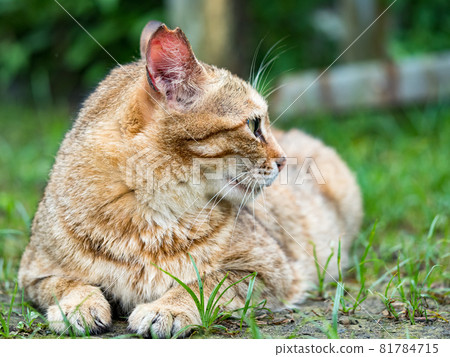 台灣侯硐的景色 81784715