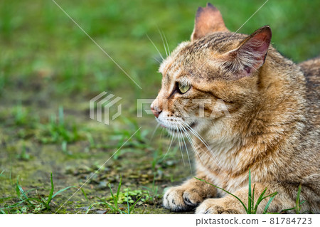 台灣侯硐的景色 81784723