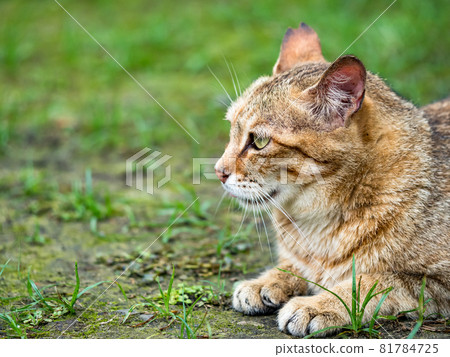 The scenery of Houtong, Taiwan 81784725