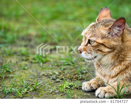 台灣侯硐的景色 81784727