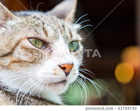 台灣侯硐的景色 81784730