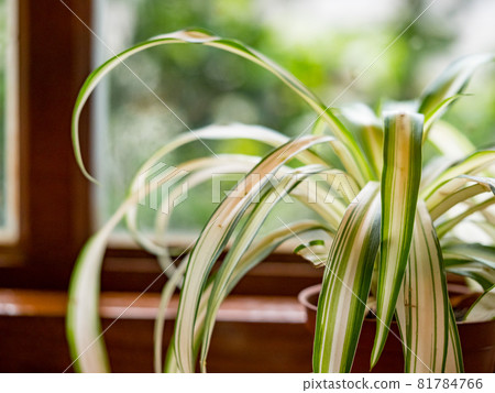 台灣侯硐的景色 81784766