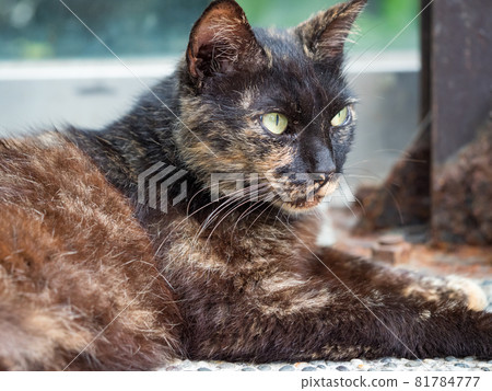 台灣侯硐的景色 81784777