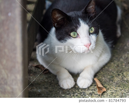 The scenery of Houtong, Taiwan 81784793