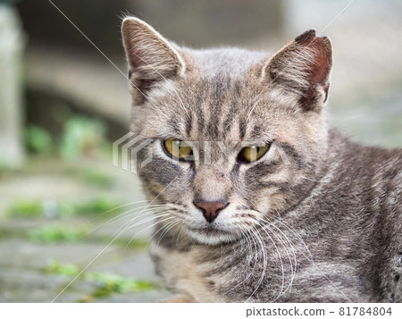 台灣侯硐的景色 81784804