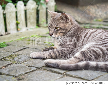 台灣侯硐的景色 81784812