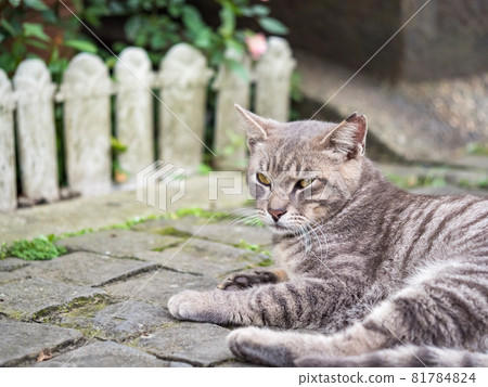 The scenery of Houtong, Taiwan 81784824