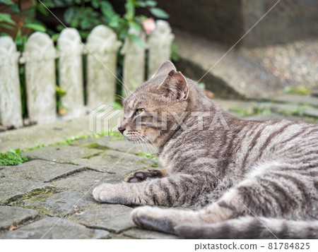 台灣侯硐的景色 81784825