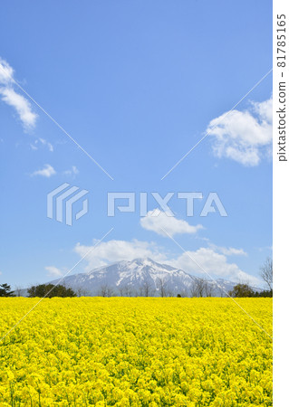 鰺澤油菜花田 81785165