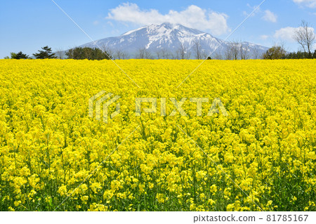Ajigasawa rapeseed flower field 81785167