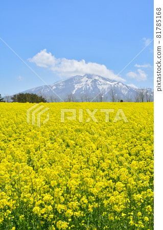 鰺澤油菜花田 81785168