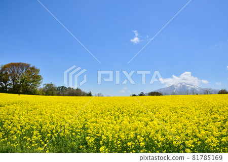 鰺澤油菜花田 81785169