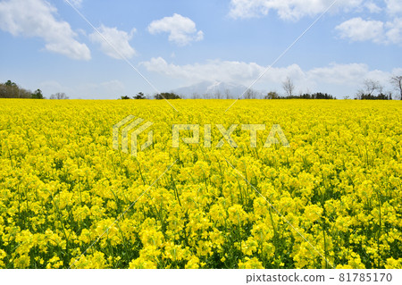鰺澤油菜花田 81785170