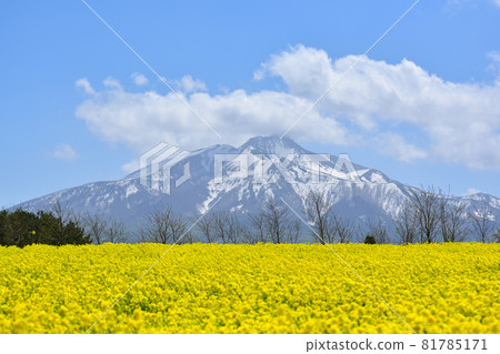 鰺澤油菜花田 81785171