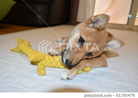 Mameshiba, 5 months old, playing with toys, lying down, front 81785479