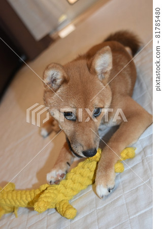 Mameshiba, 5 months old, playing with toys, looking at camera, looking up, lying down 81785480