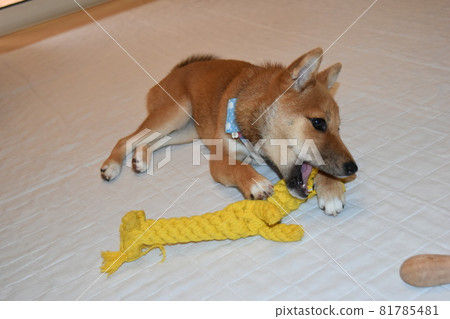 Mameshiba, 5 months old, playing with toys, biting, lying down 81785481
