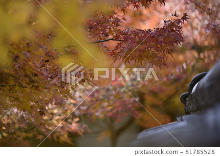 永堂禪林寺的秋葉 永堂禪林寺的秋葉 81785528