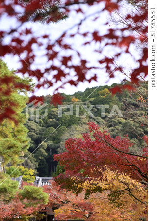 永堂禪林寺的秋葉 永堂禪林寺的秋葉 81785531