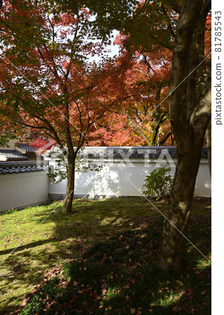 永堂禪林寺的秋葉 永堂禪林寺的秋葉 81785543