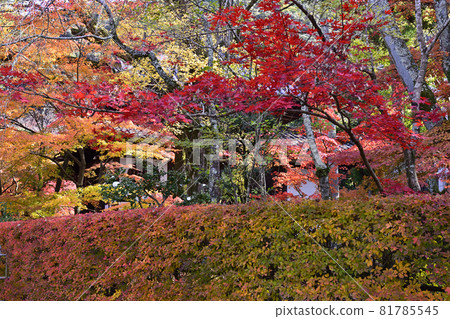 永堂禪林寺的秋葉 永堂禪林寺的秋葉 81785545