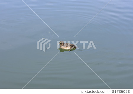 Kinkokojiro(金黑魚) Kinkokojiro(金黑魚) 81786038