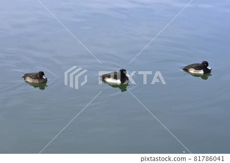 Kinkokojiro(金黑魚) Kinkokojiro(金黑魚) 81786041