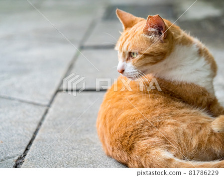 台灣侯硐的景色 81786229