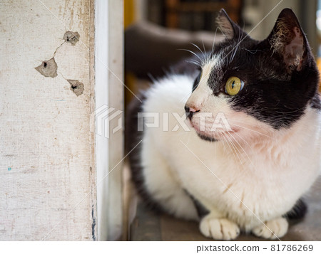 台灣侯硐的景色 81786269