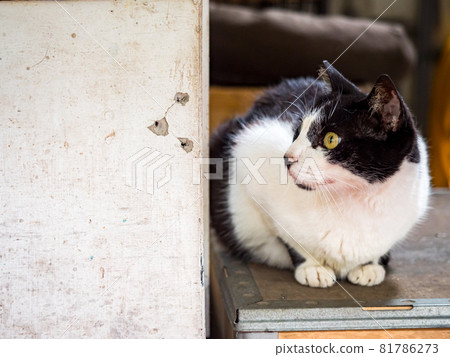 台灣侯硐的景色 81786273