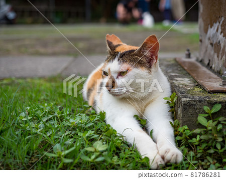 台灣侯硐的景色 81786281