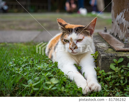 台灣侯硐的景色 81786282