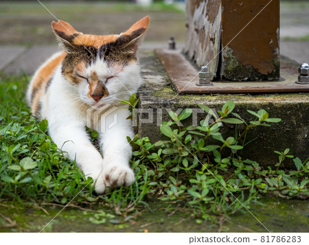 The scenery of Houtong, Taiwan The scenery of Houtong, Taiwan 81786283