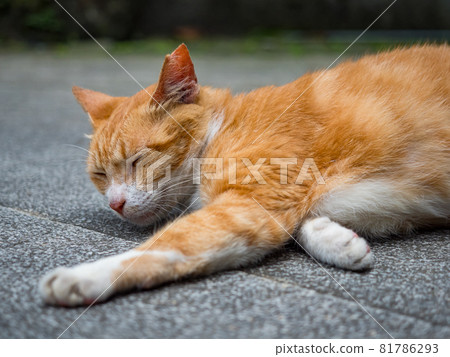 台灣侯硐的景色 81786293