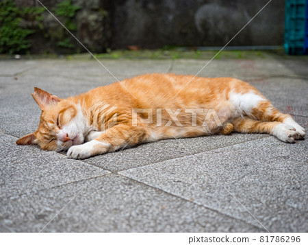 台灣侯硐的景色 81786296