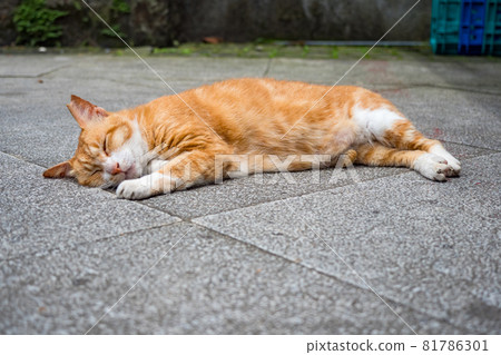 台灣侯硐的景色 81786301