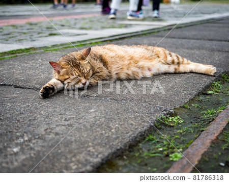 台灣侯硐的景色 81786318