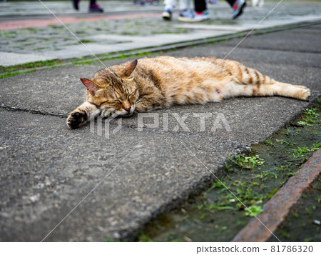 台灣侯硐的景色 81786320