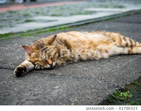 台灣侯硐的景色 81786323