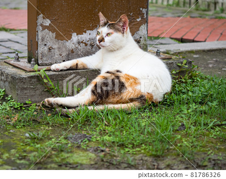 台灣侯硐的景色 81786326