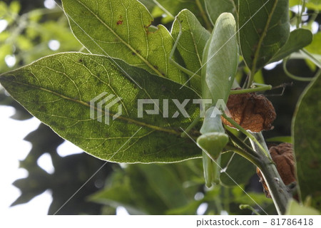Searching for praying mantises that you won't notice unless you look closely 81786418