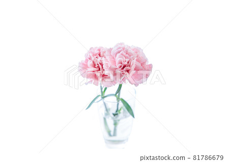 花束康乃馨花禮物感謝你常年 花束康乃馨花禮物感謝你常年 81786679