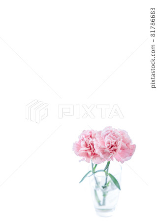 Bouquet carnation flower gift thank you perennial 81786683