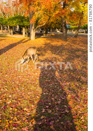 Autumn leaves of Nara Park Autumn leaves of Nara Park 81786790