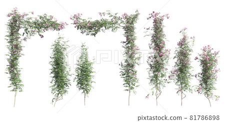 Climbing plants creepers isolated on white background 3d illustration 81786898
