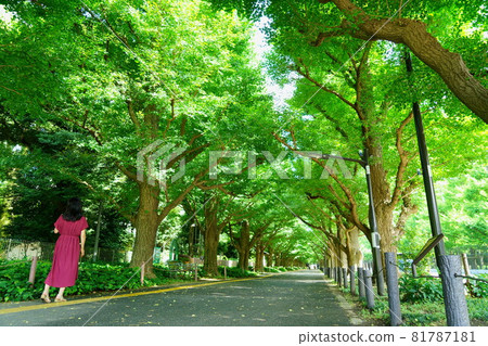 A woman in a red dress walking along a row of ginkgo trees (left) A woman in a red dress walking along a row of ginkgo trees (left) 81787181
