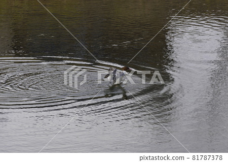 Kawaiisa Kawaiisa 81787378