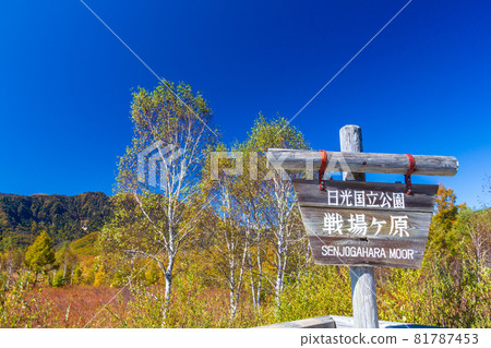 Autumn leaves at Senjogahara in Oku-Nikko Autumn leaves at Senjogahara in Oku-Nikko 81787453